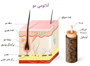 شناخت آناتومی مو و اجزا آن